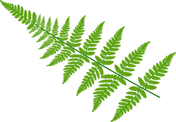 Φύλλα πράσινο φτέρη σε άσπρο φόντο - Διάνυσμα, εικόνα