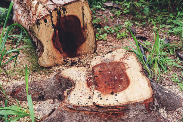 Baumstamm im Wald - Abholzungskonzept mit Baumstumpf i - Foto, Bild