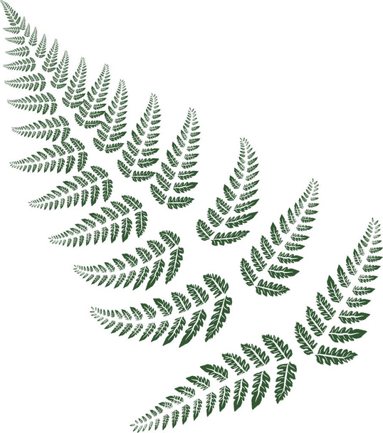 Beyaz zemin üzerine yeşil eğreltiotu yaprakları - Vektör, Görsel