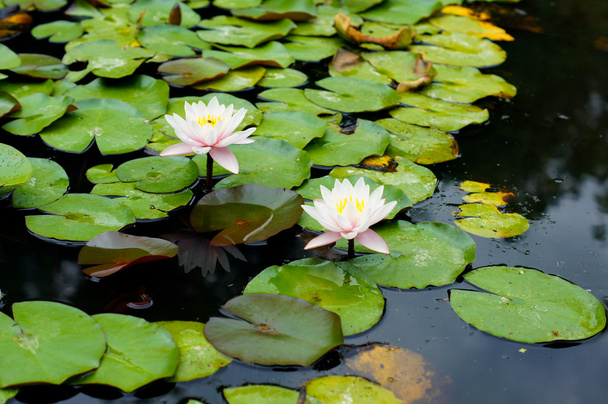 Water lily flower - Valokuva, kuva