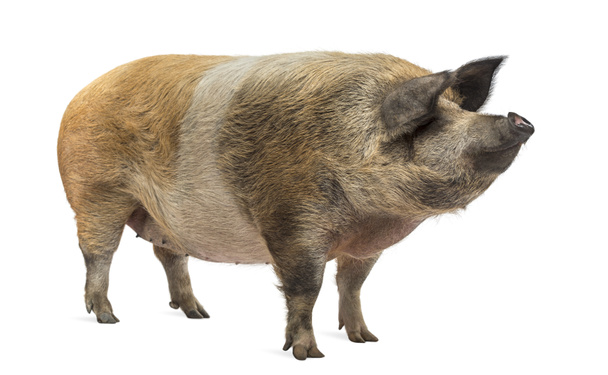Porc domestique debout et regardant loin, isolé sur blanc
 - Photo, image
