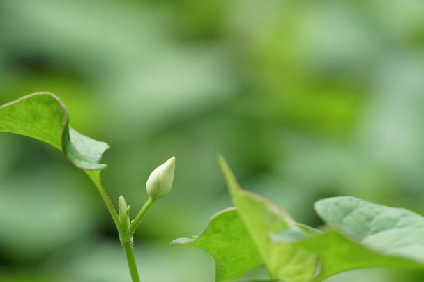 close up of green plants outdoors at daytime  - 写真・画像