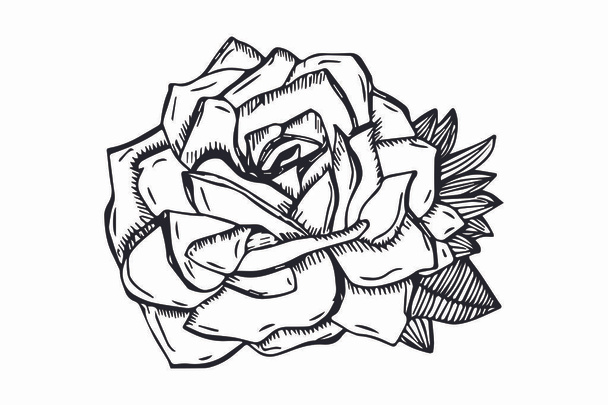 hand getekende geschetst Rose illustratie vector - Vector, afbeelding