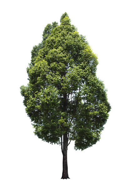 Зеленое дерево, красивый белый фон
 - Фото, изображение