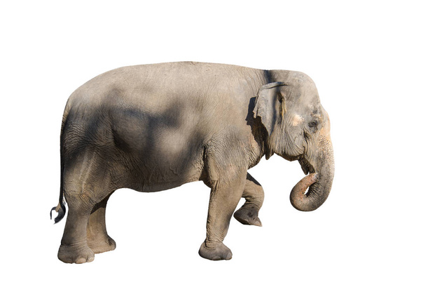 Elefantes imágenes en diferentes colores tienen diferentes verbos
. - Foto, imagen