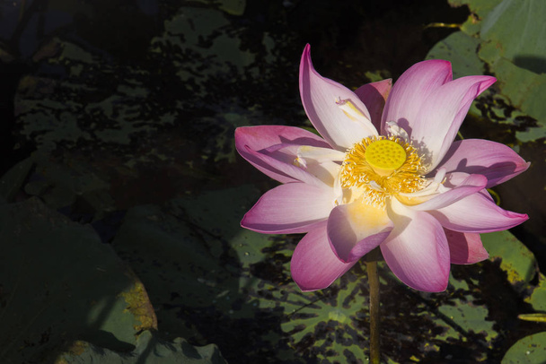 Una hermosa flor de loto rosa o flor de loto en la piscina
 - Foto, imagen