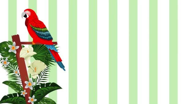 exotické ptactvo Guacamaya tropická animace - Záběry, video