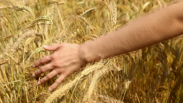 Hand and wheat - Кадры, видео