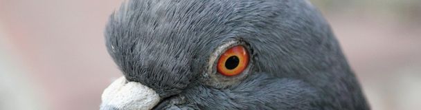 niebieskie oczy (Columba livia) - Zdjęcie, obraz