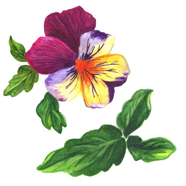 Viola virágos botanikus virág. Akvarell háttér illusztráció meg. Az izolált Brácsa illusztrációs elem. - Fotó, kép