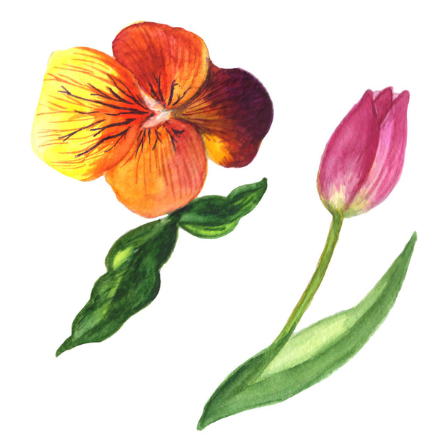 Viola i tulipan kwiatowy kwiat botaniczny. Akwarela zestaw ilustracji tła. Element ilustracji kwiatów na białym tle. - Zdjęcie, obraz