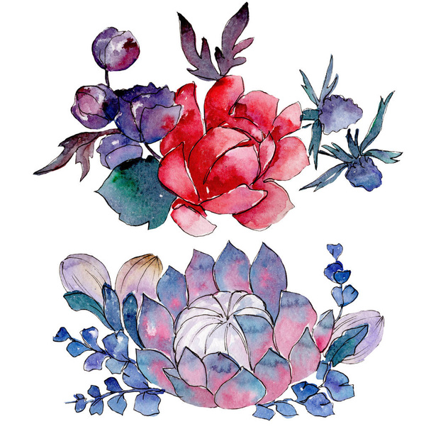 Bouqet zamatos virág botanikai virágok. Akvarell háttér meg. Izolált pozsgások illusztrációs elem. - Fotó, kép