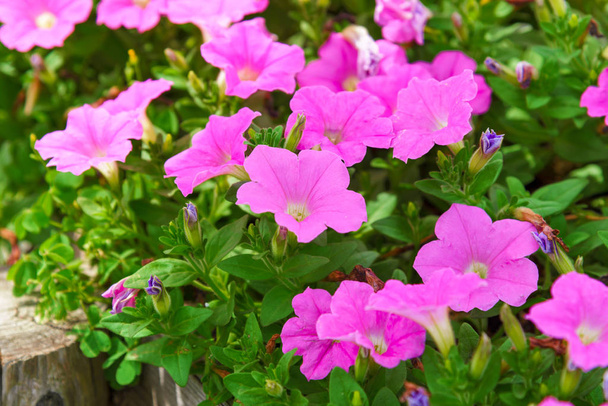 В саду цветет розовая петуния (Petunia hybrida). Летом с солнечным днем
 - Фото, изображение