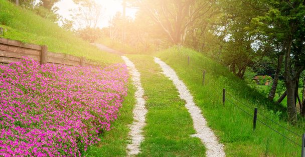 庭に美しいピンクのペチュニアの花(ペチュニアハイブリッド)と草の経路の風景。晴れた日の夏に - 写真・画像
