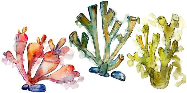 Colorful aquatic underwater nature coral reef. Watercolor background set. Isolated corals illustration element. - Photo, Image