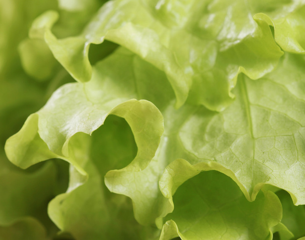 Lettuce macro - Photo, Image