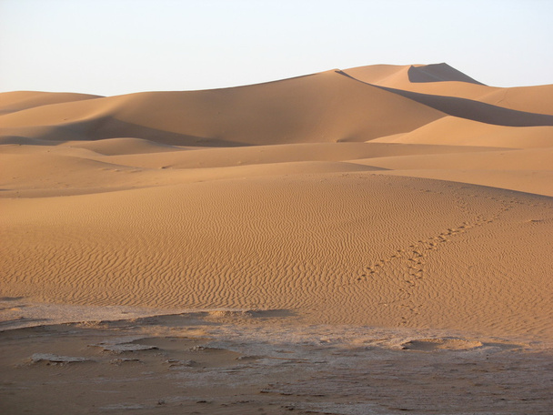 αμμόλοφους της ερήμου - Φωτογραφία, εικόνα