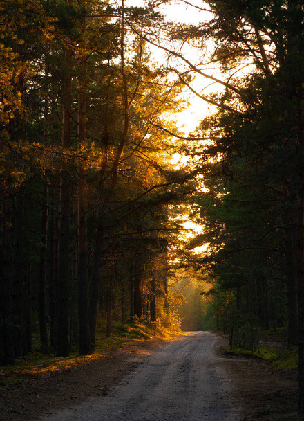 Sunset in the forest with coutry road - Φωτογραφία, εικόνα
