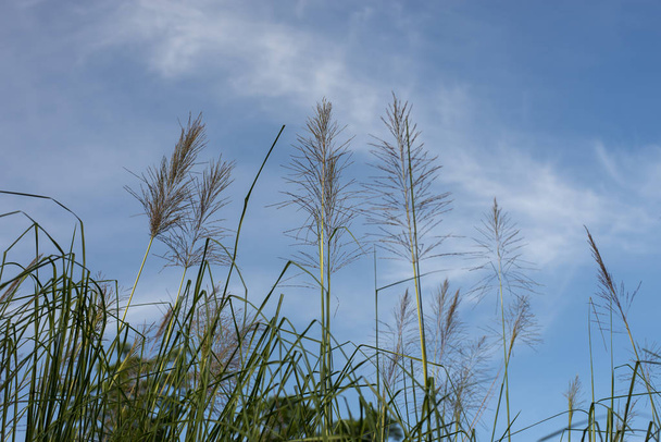 Blumen von Vetivergras und blauem Himmel. Vetivergras: Pflanzen- und Bodenschutz und Verwendung als pflanzliche Medizin. - Foto, Bild