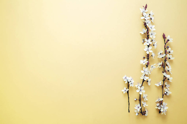 Жалюгідне весняне квітуче дерево з білими квітами на жовтому тлі. Весняний фон
. - Фото, зображення