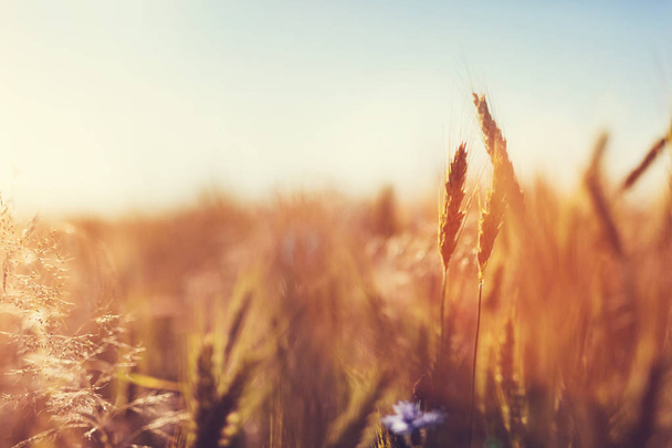 Близкий вид золотого пшеничного поля на закате
 - Фото, изображение