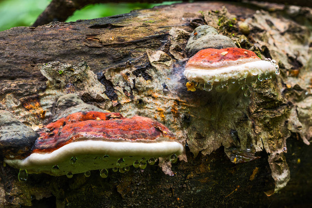Пара кронштейновых грибов Ganoderma Applanatum на стволе дерева деат с ведущими капельками воды. Крупный план с избирательным фокусом
. - Фото, изображение