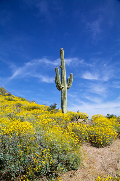 春のアリゾナ砂漠 - 写真・画像