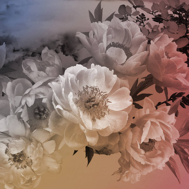 Vintage floral card. Peonies flowers close-up. - Photo, image