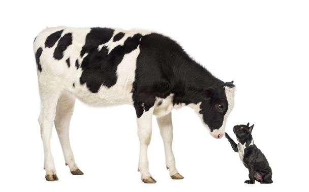 Buldogue francês chegando a uma vitela, isolado em branco
 - Foto, Imagem
