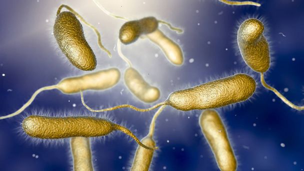 Bacterie Vibrio vulnificus, de veroorzaker van ernstige infecties met zeevruchten - Foto, afbeelding