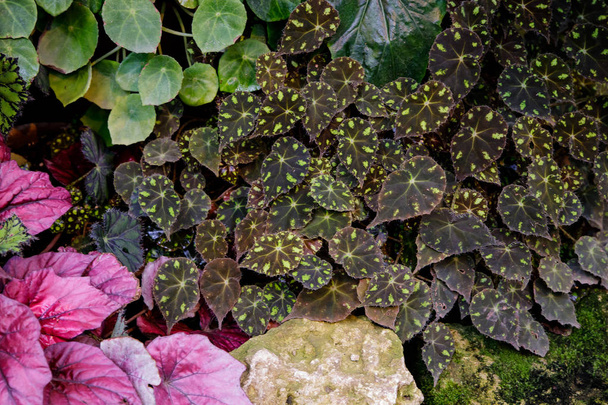 Folhas de begônia multicoloridas de diferentes tipos
 - Foto, Imagem