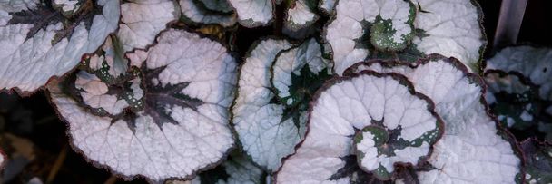 Multi-colored begonia leaves of different types - Fotó, kép