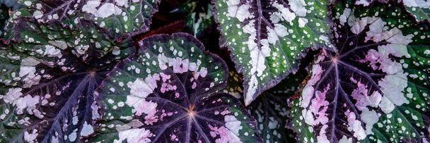 Multi-colored begonia leaves of different types - Photo, Image