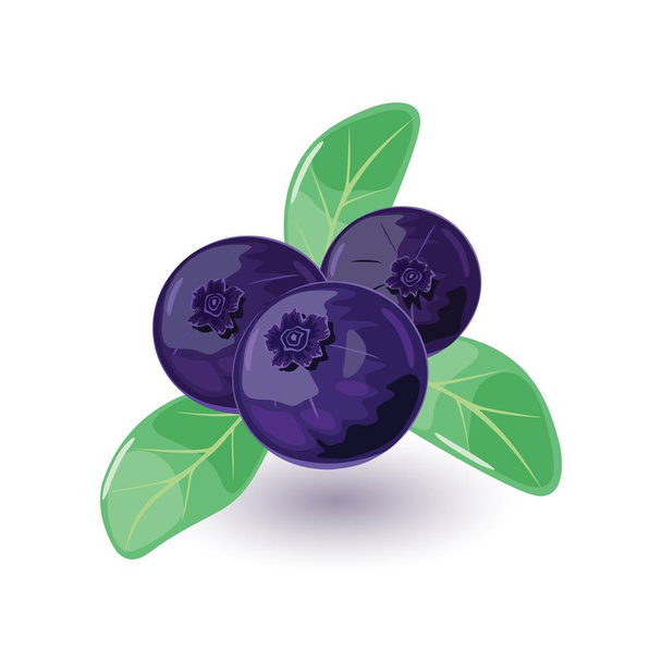 Juicy and fresh blueberry with green leaves. Sweet blue or purple colored bilberry. - Vector, Image