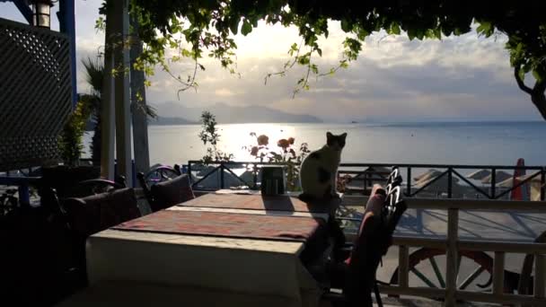 Krásná načechraná kočka sedí na stolku na kavárenskou terasu nedaleko moře, pomalý pohyb - Záběry, video