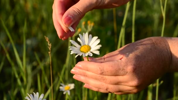 Guessing on a chamomile, consistently tear off daisies from daisies, folk tradition - Footage, Video