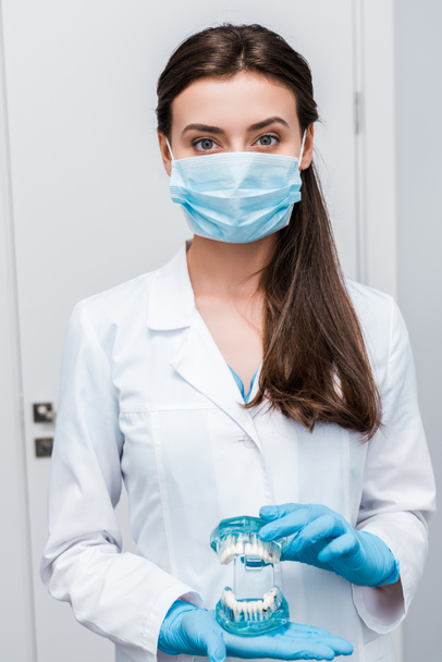 クリニックで歯モデルを保持する医療マスクと青いラテックス手袋の歯科医  - 写真・画像