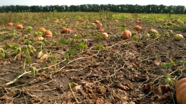 Ripe pumpkins growing on the field. - Footage, Video