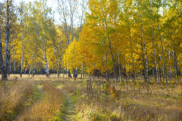 Autumn birch forest.  - Φωτογραφία, εικόνα