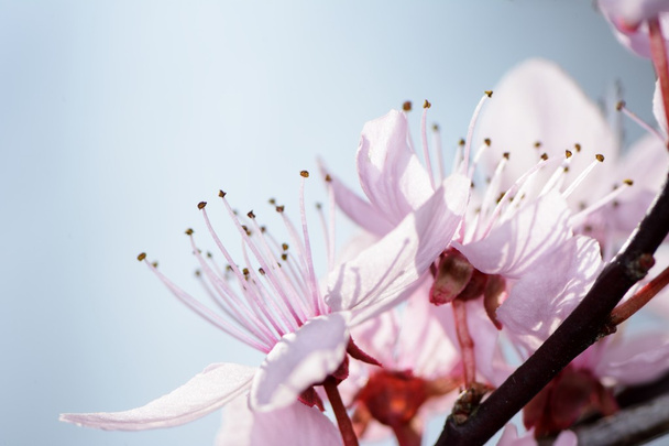 Plum blossoms - Zdjęcie, obraz