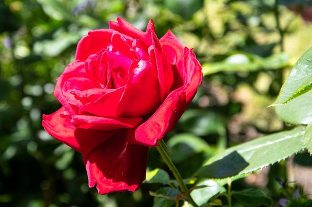 Beautiful Red Rose - Photo, image