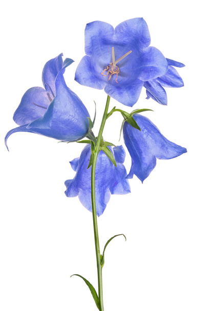 πέντε μπλε μεγάλα λουλούδια που απομονώνονται σε λευκό - Φωτογραφία, εικόνα