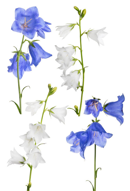 valkoinen ja sininen puutarha eristetty bellflowers - Valokuva, kuva