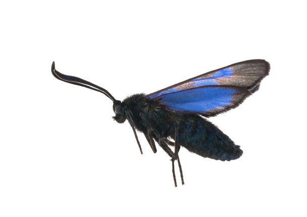 létající modrý a černý batterlet - Fotografie, Obrázek