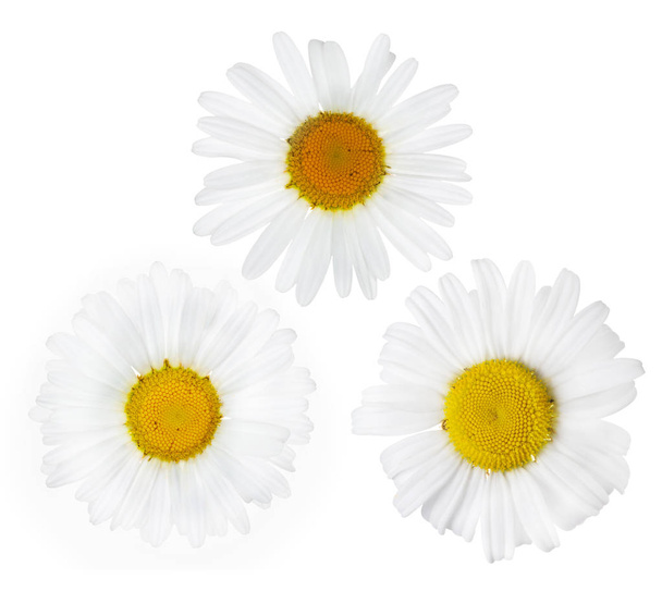 白に3つの細かいカモミールの花が咲く - 写真・画像