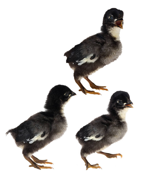 白に隔離された3羽の小さな黒い鶏 - 写真・画像