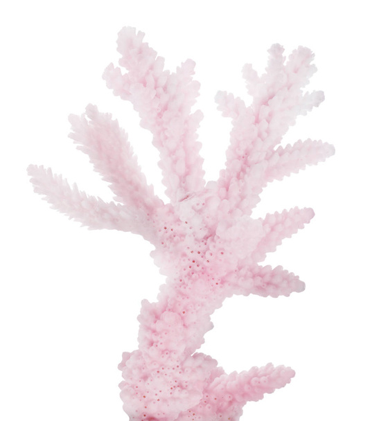 Açık kırmızı mercan, izole edilmiş küçük dal - Fotoğraf, Görsel