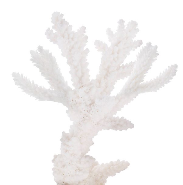 απομονωμένο λευκό κοράλλι μικρό κλαδί - Φωτογραφία, εικόνα