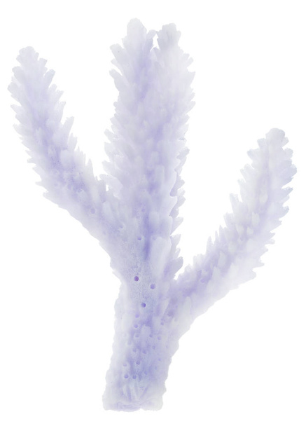 partie isolée de la branche de corail bleu
 - Photo, image