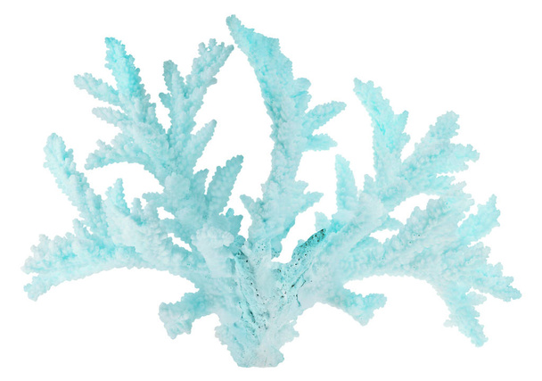 large cyan coral isolated branch - Photo, Image